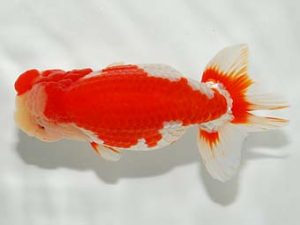 横浜観魚会　二歳会　西大関　秋元和男