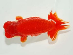 横浜観魚会　二歳会　立行司　齋藤一成