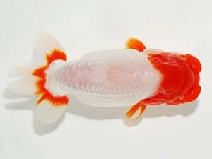 横浜観魚会　二歳会　取締一　野島隆一