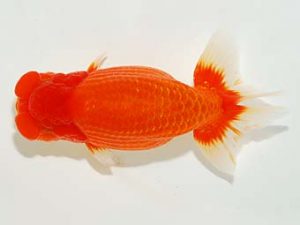 横浜観魚会　二歳会　取締二　田村　智