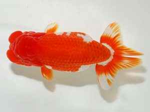 横浜観魚会 東関脇　加藤貞信