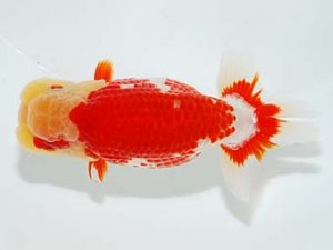 横浜観魚会 西関脇　篠　孝利