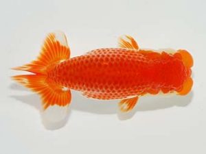 横浜観魚会 東小結　三宅雅也