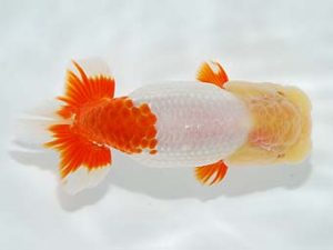 横浜観魚会 勧進元一　野島隆一