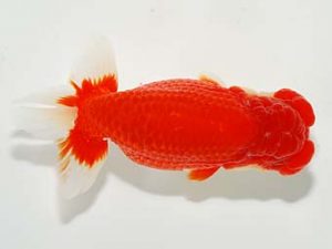 横浜観魚会 勧進元二　安田英一