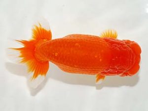 横浜観魚会 行司一　松田力三