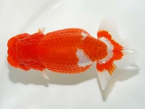 横浜観魚会 行司二　秋元和男