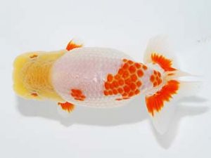 横浜観魚会 行司三　中川元吉