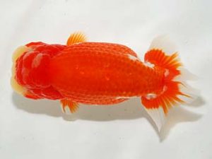 横浜観魚会 脇行司一　金谷博一