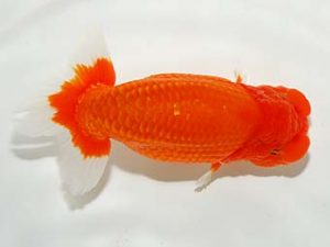 横浜観魚会 脇行司二　瀬野正樹