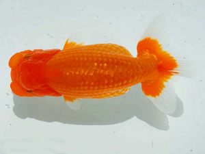 愛魚会　二歳会　第一位　紅雀　柴山芳昭　足立区扇