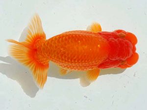 愛魚会　二歳会　第十位　森川和男　足立区