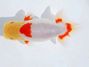 愛魚会　二歳会　第三位　紗香　馬場祥宏　埼玉県川口