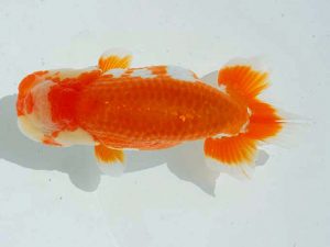 愛魚会　二歳会　第四位　林　政信　荒川区