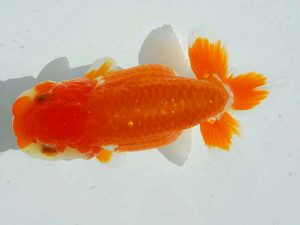 愛魚会　二歳会　第六位　登嶋秀法　足立区