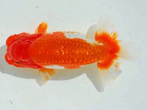 愛魚会　二歳会　第七位　松尾克徳　世田谷区