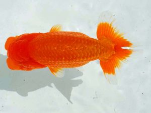 愛魚会　二歳会　第八位　都築　章　杉並区