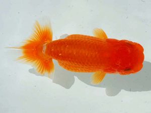 愛魚会　二歳会　第九位　大熊　強　埼玉県越谷市