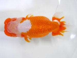 房総らんちう会　二歳会　東大関　野島隆一