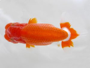 房総らんちう会　二歳会　勧進元一　和田明男