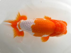 房総らんちう会　二歳会 行司一　山内研作