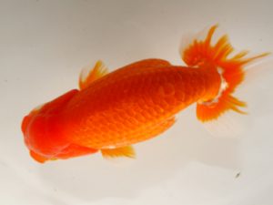 房総らんちう会　二歳会 行司二　堀切輝雄