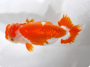 房総らんちう会　二歳会 行司三　森田重明