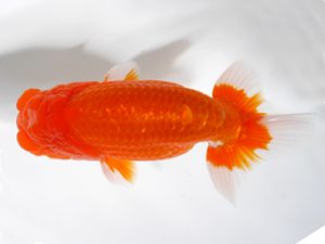 房総らんちう会　二歳会 脇行司一　山内研作