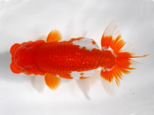 房総らんちう会　二歳会 脇行司二　大渕　功