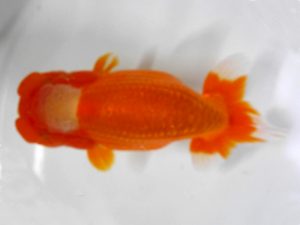 房総らんちう会　二歳会　西大関　野島隆一