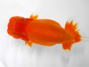 房総らんちう会　二歳会　立行司　鈴木靖夫