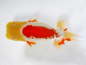 房総らんちう会　二歳会　取締一　大渕　功