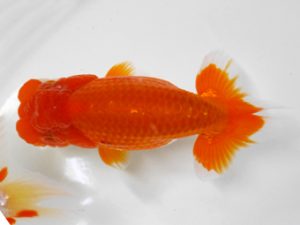 房総らんちう会　二歳会　取締二　高地辰夫