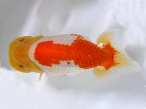 房総らんちう会　二歳会 東関脇　鈴木靖夫