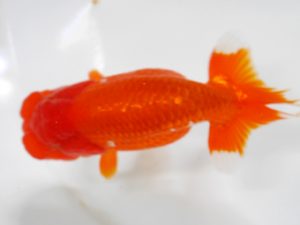 房総らんちう会　二歳会 西関脇　大渕　功