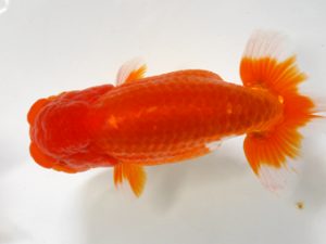 房総らんちう会　二歳会　東小結　堀切輝雄