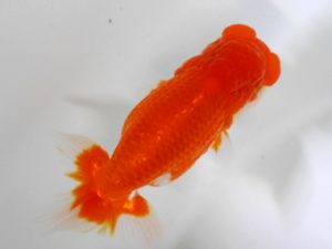 房総らんちう会　二歳会 西小結　高地成弥