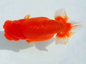 観魚会　二歳会　東大関　緋秋　秋元和男　君津