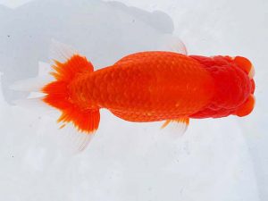 観魚会 勧進元一　目黒康弘　足立