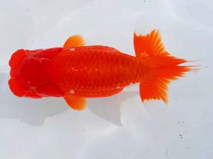 観魚会 勧進元二　大渕　功　木更津