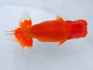 観魚会 行司一　寺島祥雄　文京区