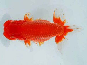 観魚会 行司二　篠　孝利　練馬