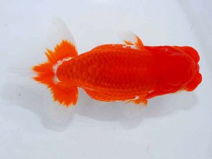 観魚会 行司三　小泉順一　足立