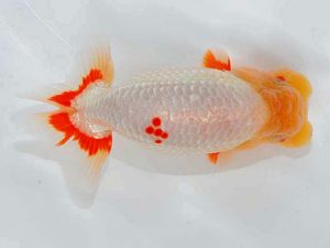 観魚会 脇行司一　小泉順一　足立