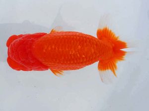 観魚会 脇行司二　呉　佳瑞　船橋