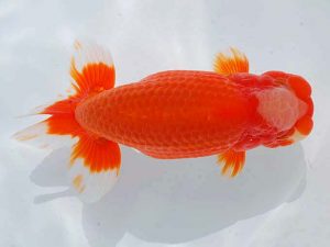 観魚会　二歳会　西大関　和　秋元和男　君津