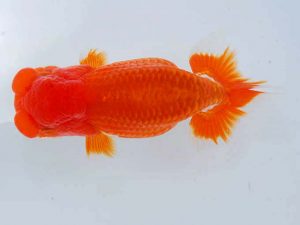 観魚会　二歳会　立行司　月光　高地成弥　荒川