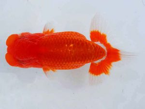 観魚会　二歳会　取締一　光　高地辰夫　荒川