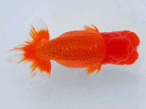 観魚会　二歳会　取締二　明治桜　寺島祥雄　文京区