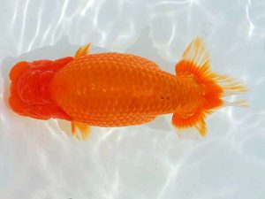 観魚会 東関脇　兵頭秀一　足立区